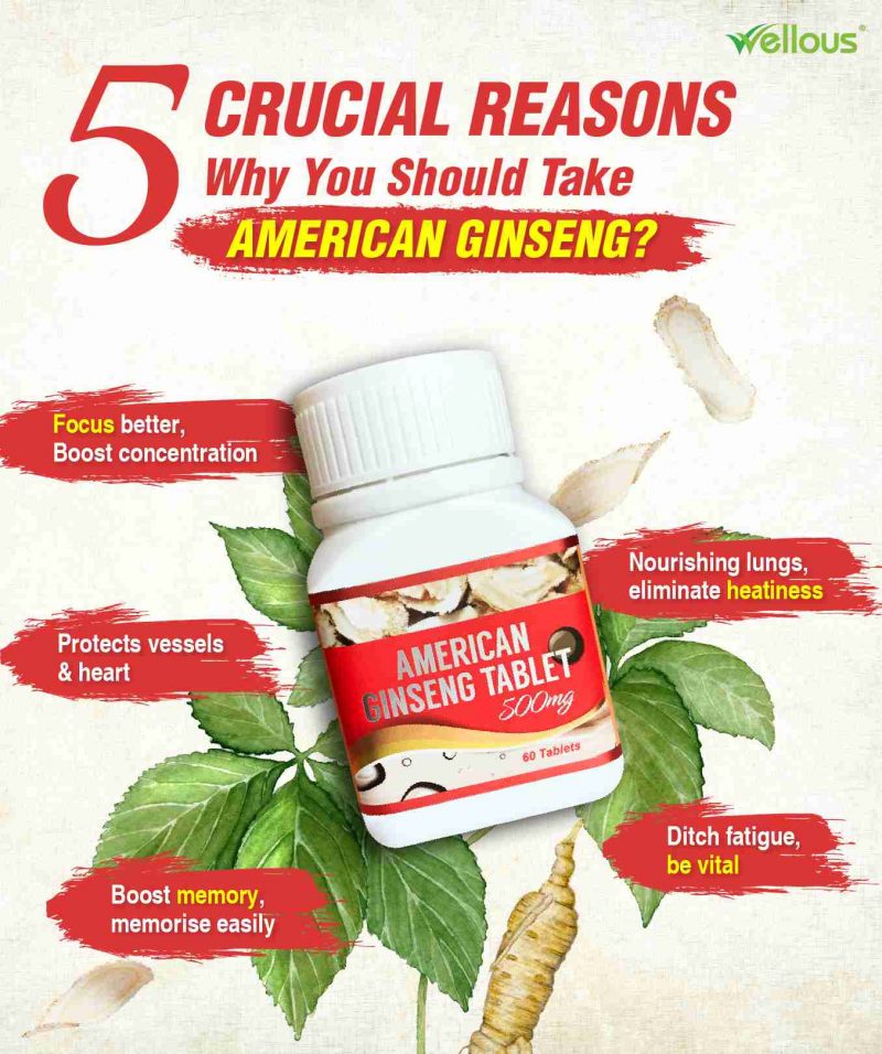 American Ginseng - Image 4