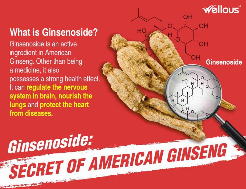 American Ginseng - Image 5