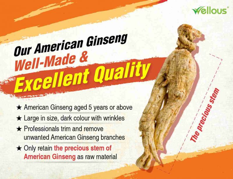 American Ginseng - Image 9